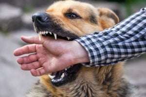 A,Male,German,Shepherd,Bites,A,Man,By,The,Hand. liability dog bite cases