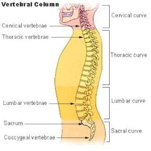 pic-spine spine image