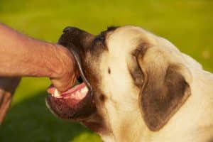 proper-action-after-dog-bite proper action after dog bite