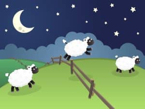 sheep1 car accident